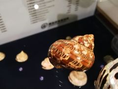 -青岛贝壳博物馆