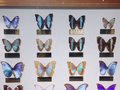 -上海昆虫博物馆