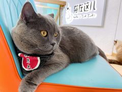 -猫在这儿猫咪咖啡馆·撸猫馆