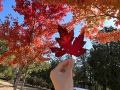 -北京西山国家森林公园