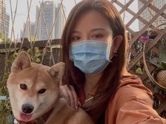 -柴犬高等学院·狗咖·柴犬售卖·宠物训练
