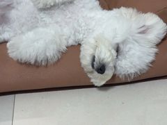 -乐琪宠物医院·犬猫专科·骨外科·急重症