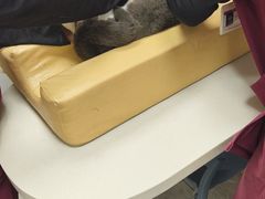 -艾贝尔宠物医院·宠保定点·超声绝育·免疫点(樱花路店)