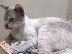 -藏猫猫咖啡主题馆(中央大道店)