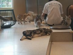 -飞行喵MR PILOT|猫舍·猫咖(静安大融城店)