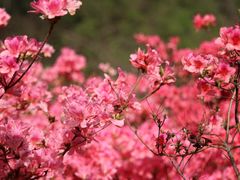 -木兰云雾山
