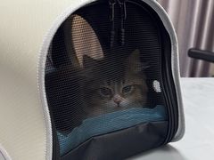 -宠物星动物医院·眼科·异宠·猫科(江南大道总院)