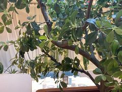 -悦海·家宴·冰花皮皮虾大锅贴(宝龙店)