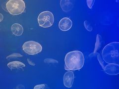 -海合安武汉极地海洋公园
