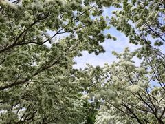 -泰丰公园