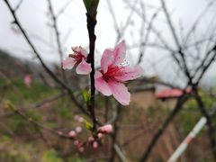 -朱雀国家森林公园