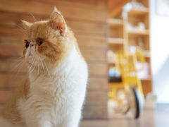 -猫咪博物馆(顶澳仔猫街店)