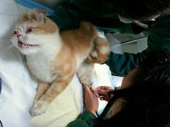 android_upload_pic-爱侣·安琦尔宠物医院·中兽医针灸·心内科·狂犬免疫点(宝山区院)