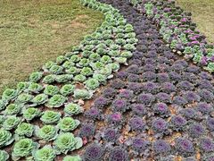 -云溪植物园