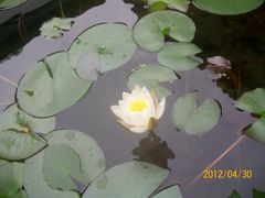 景点-朱家角课植园