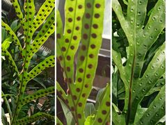 -国家植物园南园