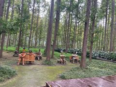 -黄海国家森林公园