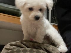 -宠物星动物医院·眼科·异宠·猫科(江南大道总院)