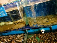 android_upload_pic-蓝港海鲜厨房(金水路店)