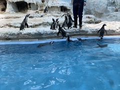 -帝企鹅自助餐厅•儿童岛•真企鹅(长隆企鹅酒店)