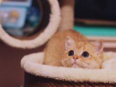 -东方名猫馆·英短金渐层布偶猫舍(环线广场1号楼店)