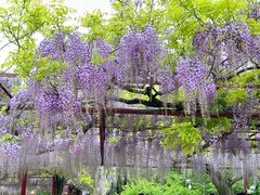 -嘉定紫藤园