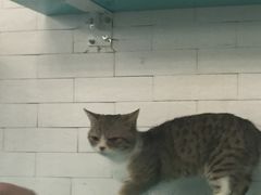 -萌喵宠狗爱心宠咖