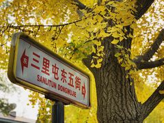 -三里屯东五街银杏大道