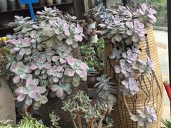 -金科花卉市场