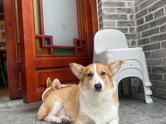 -柯斗斗主题餐厅·狗咖·围炉煮茶·茶饮(国瑞升平里店)