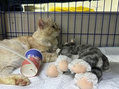 -喜多萌中农锦绣动物医院24H·猫科·牙科MRI·CT