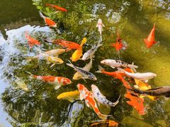 -广州兰圃
