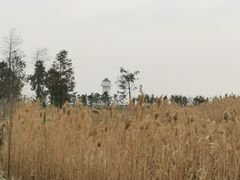 -鹦鹉洲湿地公园