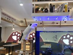 -喵园·猫主题咖啡厅·撸猫·猫咖(国贸店)