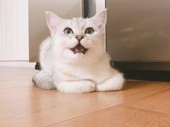 -猫大福·Fortune Cat猫舍(百子湾店)