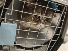 -艾吉宠物医院·疑难杂症转诊中心·猫友好(碧江路院)
