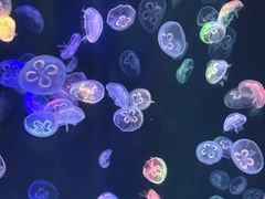 -海合安成都极地海洋公园