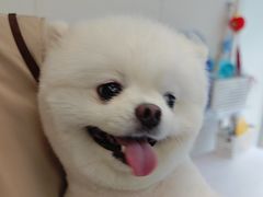 -美联众合爱康动物医院•复杂内科•肿瘤科•牙科•腔镜诊疗中心
