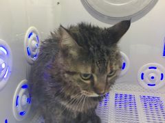 -爱洗澡的猫(望京店)
