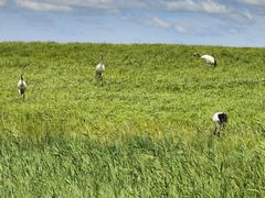 -盐城丹顶鹤湿地生态旅游区