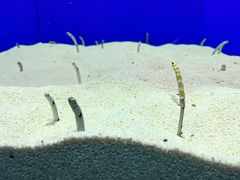 -上海海洋水族馆