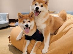 -逗柴咖啡屋·狗咖猫咖宠物桌游