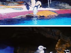 -海合安武汉极地海洋公园