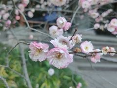 -杭州植物园