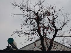 -北寺塔