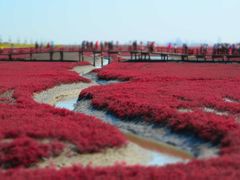 -红海滩国家风景廊道