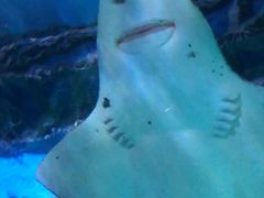 -暹罗海洋世界