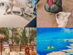 -海合安天津极地海洋公园