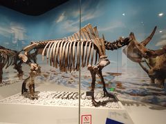 -国家自然博物馆