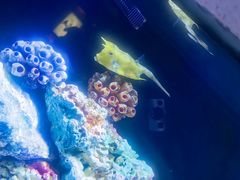 -上海海洋水族馆